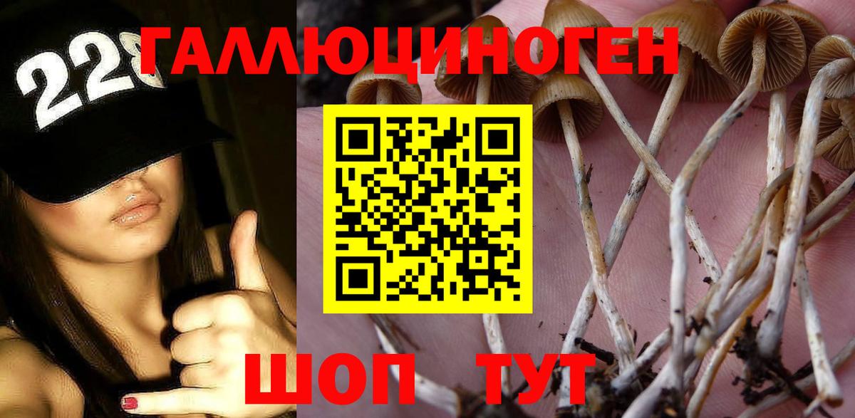 Псилоцибиновые грибы Psilocybe Барнаул